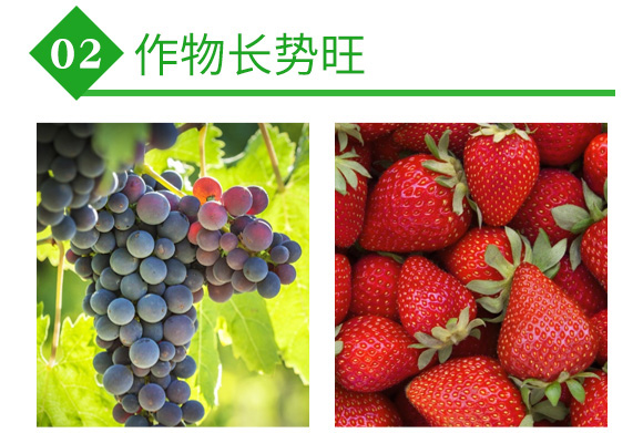 大棚專用降溫劑-利涼-沃億佳 大棚專用降溫劑-利涼-沃億佳