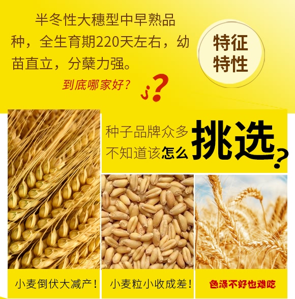 鄭品麥27號-小麥種子-邦邦種業 鄭品麥27號-小麥種子-邦邦種業