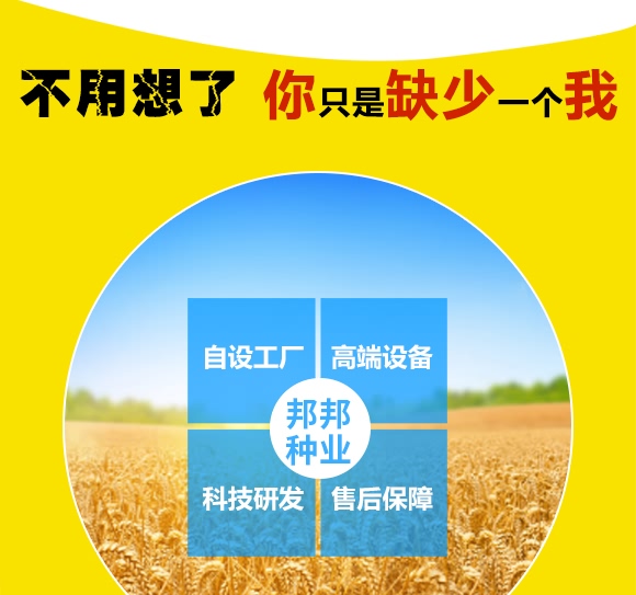 鄭品麥27號-小麥種子-邦邦種業 鄭品麥27號-小麥種子-邦邦種業