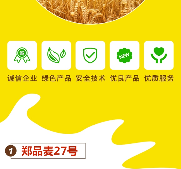 鄭品麥27號-小麥種子-邦邦種業 鄭品麥27號-小麥種子-邦邦種業