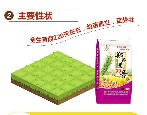 鄭品麥27號-小麥種子-邦邦種業 鄭品麥27號-小麥種子-邦邦種業