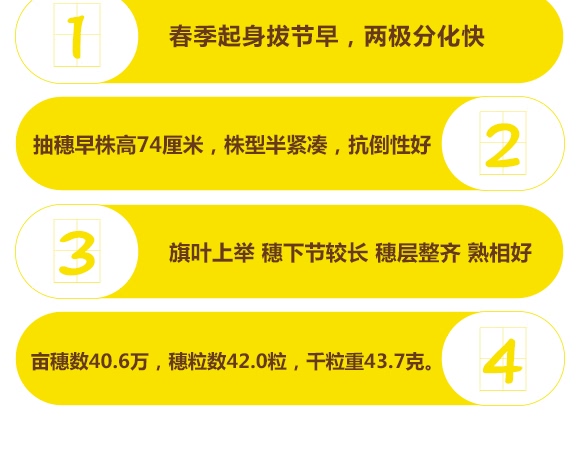 鄭品麥27號-小麥種子-邦邦種業 鄭品麥27號-小麥種子-邦邦種業