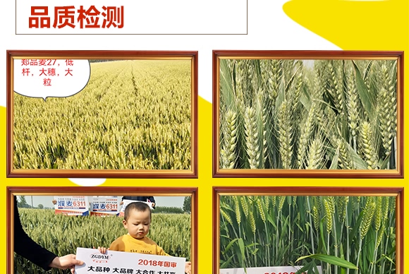 鄭品麥27號-小麥種子-邦邦種業 鄭品麥27號-小麥種子-邦邦種業