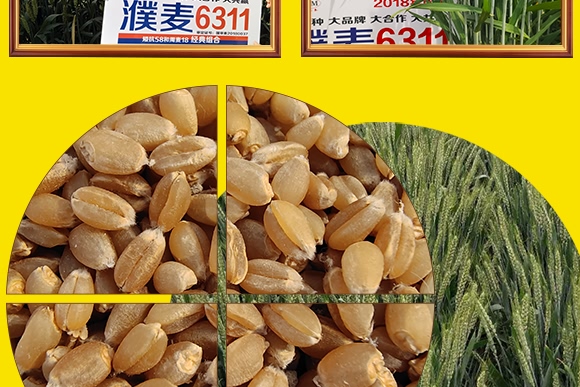 鄭品麥27號-小麥種子-邦邦種業 鄭品麥27號-小麥種子-邦邦種業