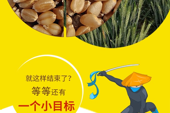 鄭品麥27號-小麥種子-邦邦種業 鄭品麥27號-小麥種子-邦邦種業