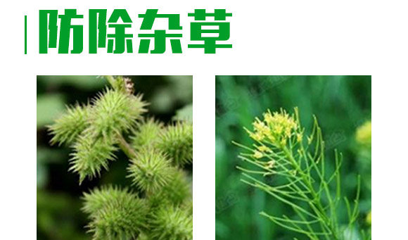 芐嘧·苯噻酰-草拳-長雙農藥