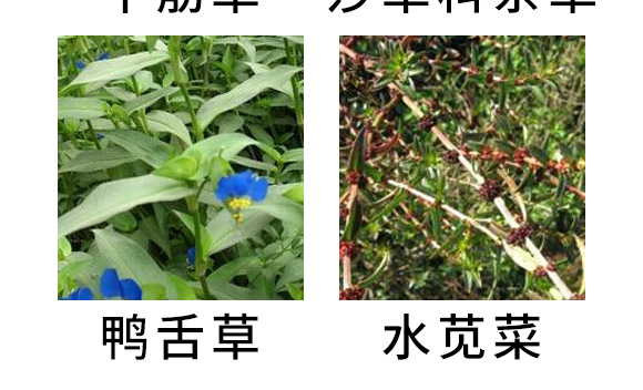 芐嘧·苯噻酰-草拳-長雙農藥