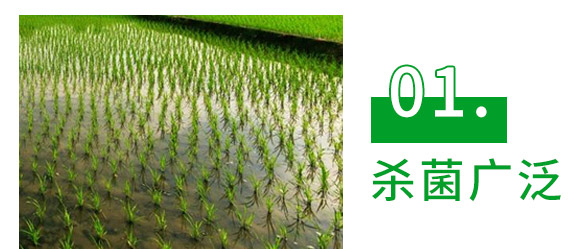 30%精甲·噁霉靈水劑-長雙欣雷-長雙農藥