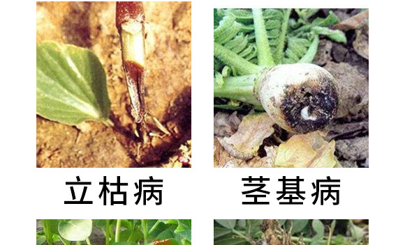 30%精甲·噁霉靈水劑-長雙欣雷-長雙農藥