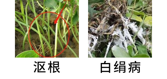 30%精甲·噁霉靈水劑-長雙欣雷-長雙農藥