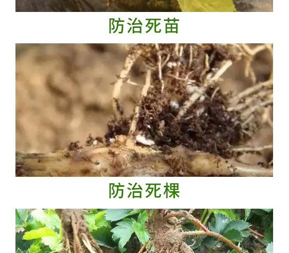 重茬根腐專用菌肥-萬稼能-乾農 重茬根腐專用菌肥-萬稼能-乾農