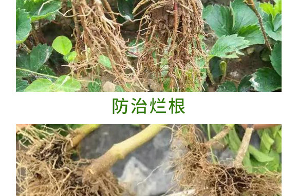 重茬根腐專用菌肥-萬稼能-乾農 重茬根腐專用菌肥-萬稼能-乾農