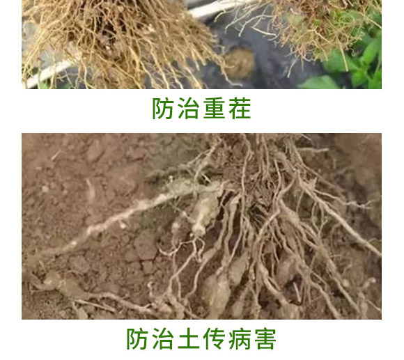 重茬根腐專用菌肥-萬稼能-乾農 重茬根腐專用菌肥-萬稼能-乾農