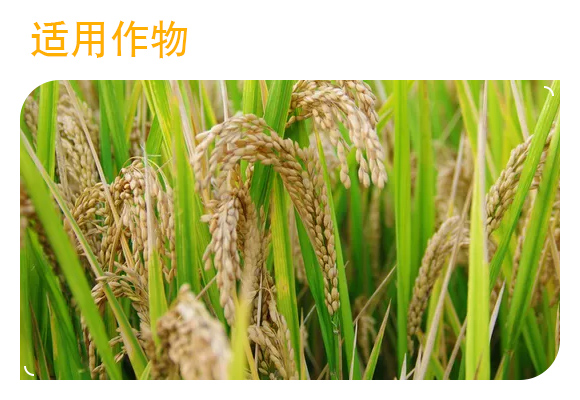 閲戠榫欒嵂鑲?鏍肩伒縐戞妧_04.jpg 閲戠榫欒嵂鑲?鏍肩伒縐戞妧_04.jpg