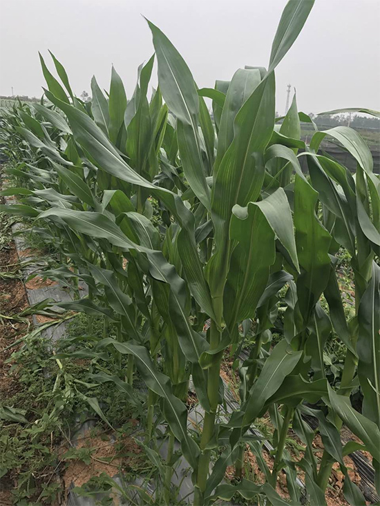 �AŴ2118-���׷N��-�A��N�I(y��)