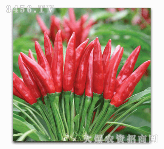 喜得豐-華為9號F1