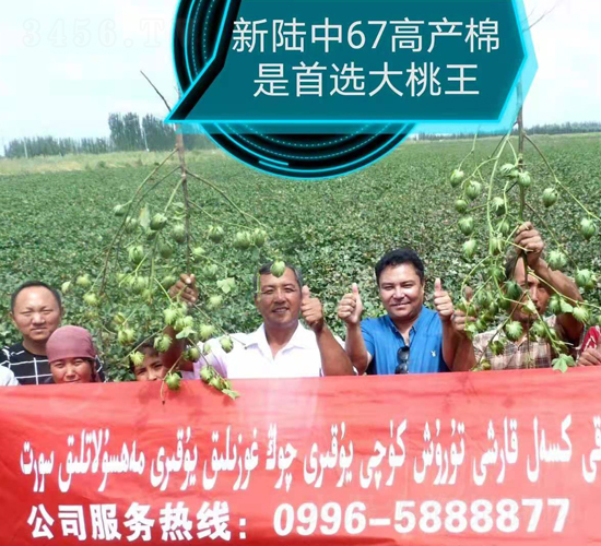 新陸中67高產棉-利豐元