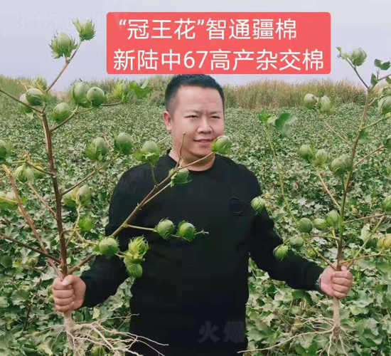 新陸中67高產棉【效果圖】-利豐元