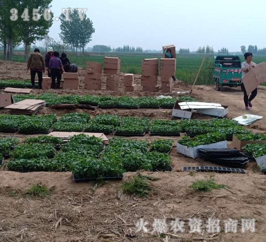 2020年楸樹訂單回收項目10