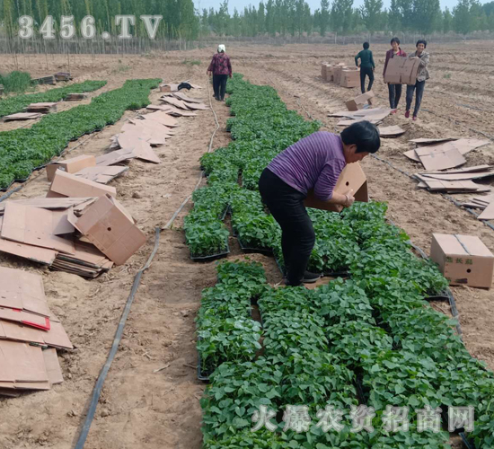 2020年楸樹訂單回收項目8