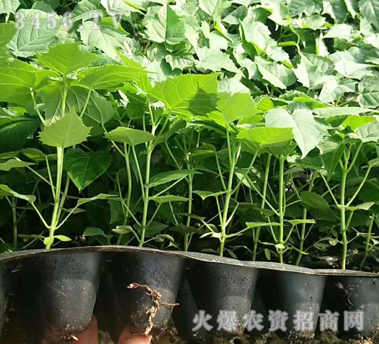 2020年楸樹訂單回收項目4