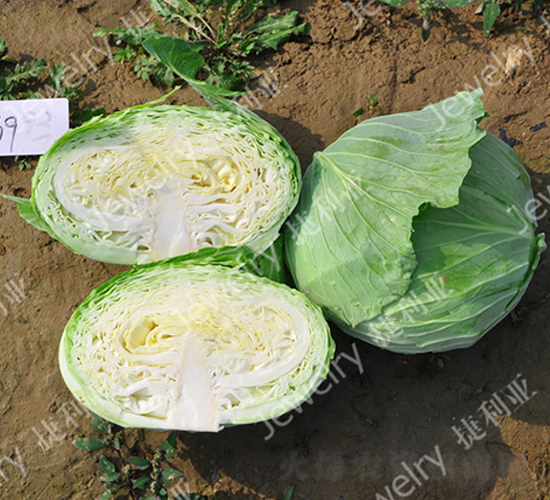 �ݸ�369-���{(l��n)�N��-������