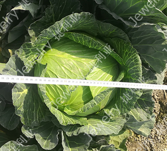 捷甘15226-甘藍種子-捷利亞