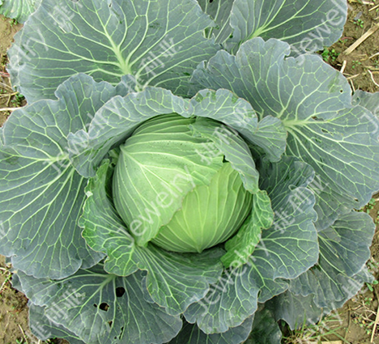 捷甘14669-甘藍種子-捷利亞