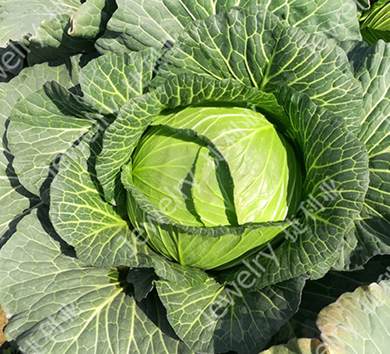 �ݸ�14622-���{�N��-������