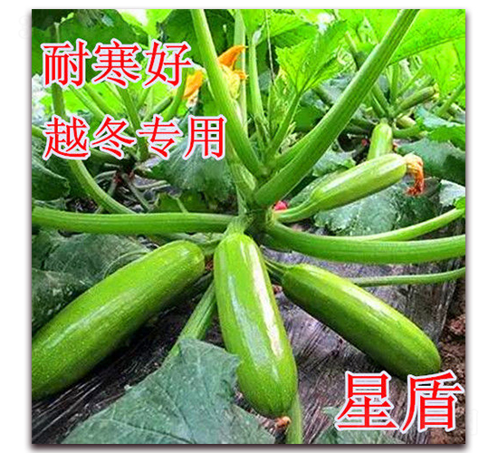 星盾-西葫蘆種子-冠盛農業