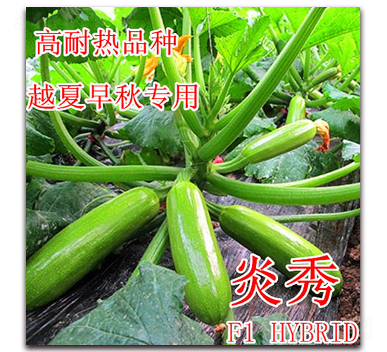 炎秀-西葫蘆種子-冠盛農業