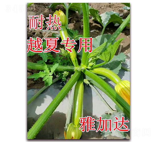 雅加達-西葫蘆種子-冠盛農業