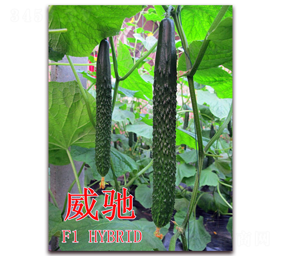 ���Y-�S�ϷN��-��ʢ�r�I