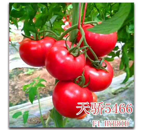 天驕5466-番茄種子-冠盛農業