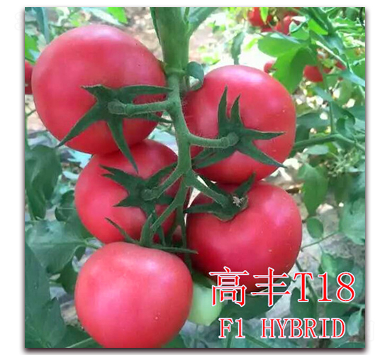 高豐T18-番茄種子-冠盛農業