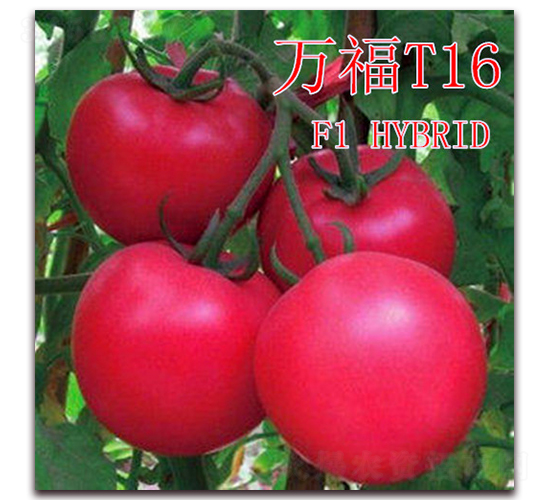 萬福T16-番茄種子-冠盛農(nóng)業(yè)