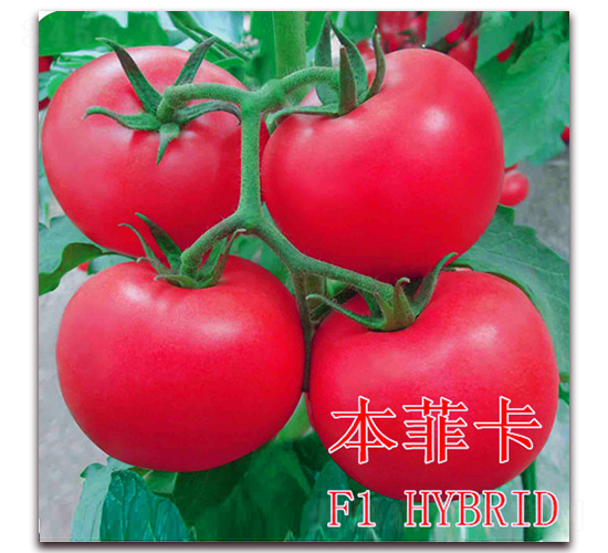 ���ƿ�-���ѷN��-��ʢ�r�I