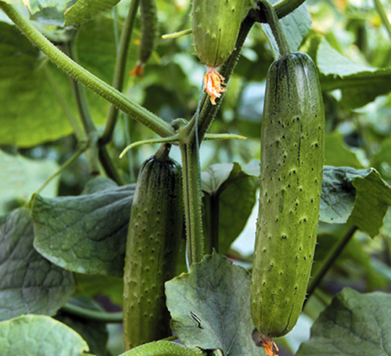 �����ļ�����-�S�ϷN��-�|��