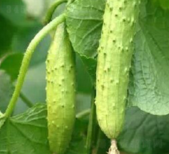 �ļ�����-�S�ϷN��-�|��