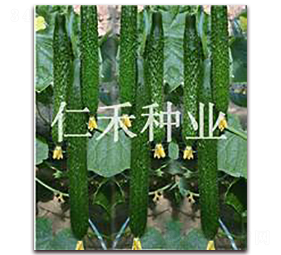 �ʺ�009-�S�ϷN��-�ʺ̷N�I