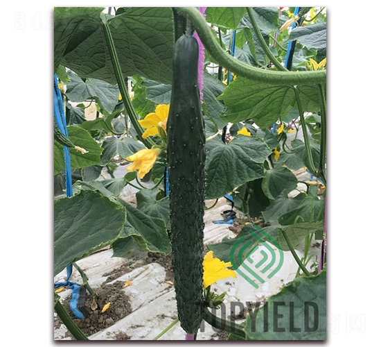 �S�l1̖-�S�ϷN��-�S�ǷN�I