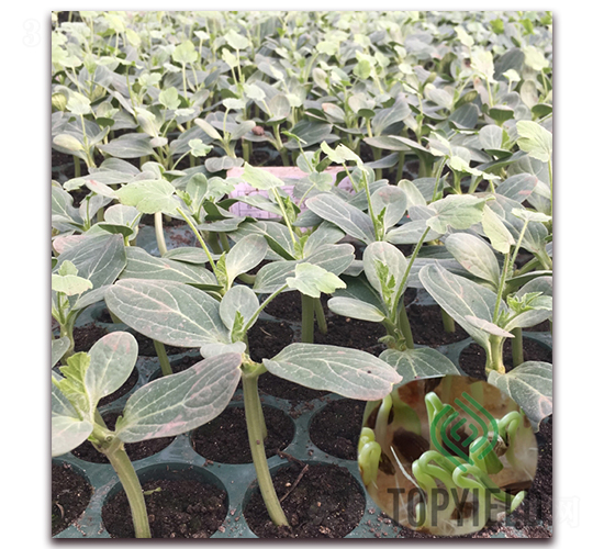 ���3̖-��ľ�N��-�S�ǷN�I