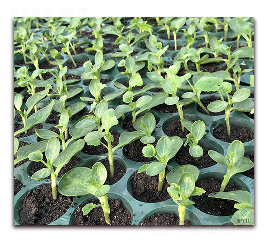 ˼��11̖-��ľ�N��-�S�ǷN�I