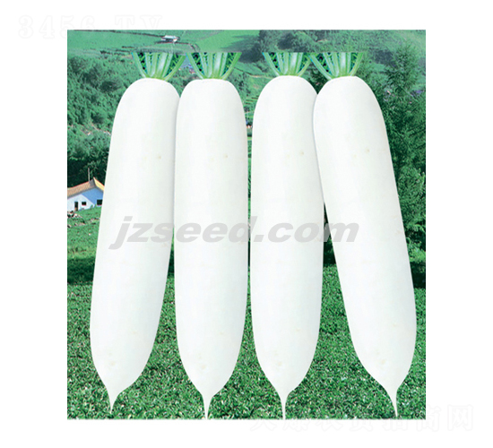 ѩ���R-�}���N��-�F���N�I