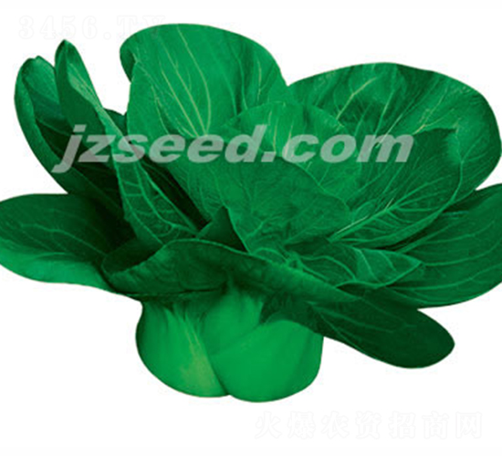 �����K����-С�ײ˷N��-�F(xi��n)���N�I(y��)