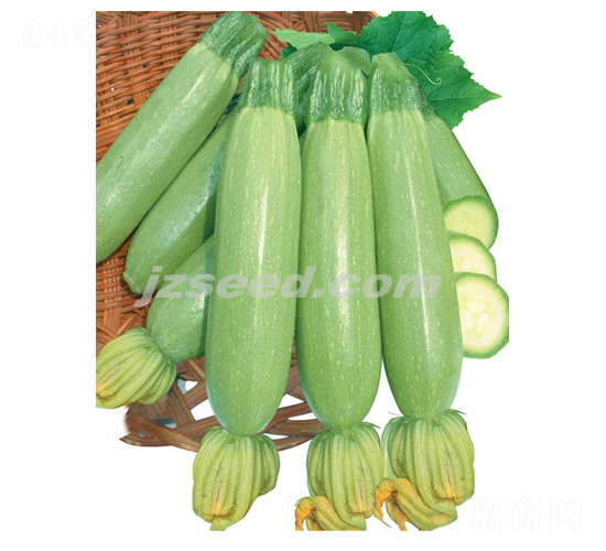 楚園冬麗-西葫蘆種子-現代種業