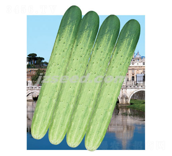 韓研銀豐-黃瓜種子-現(xiàn)代種業(yè)