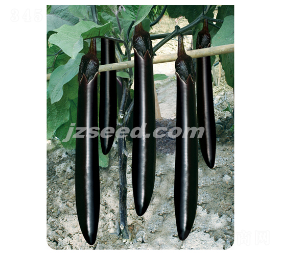 莊吳龍勝-茄子種子-現代種業