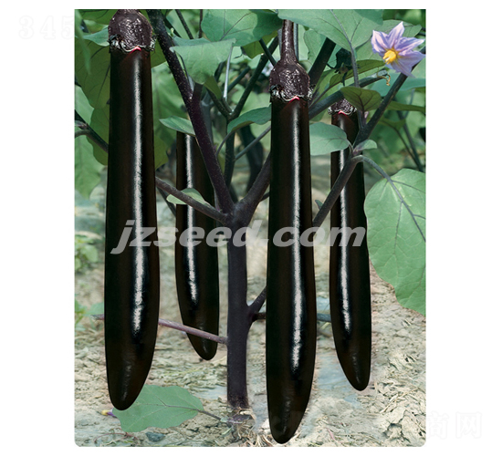 莊吳龍劍-茄子種子-現代種業