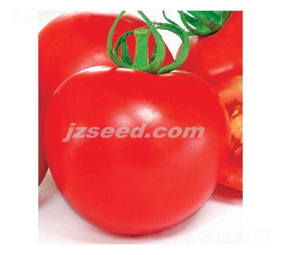 澳優紅帥-番茄種子-現代種業